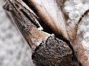 papillon nocturne porcelaine...