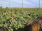 Premier septembre journée porte ouverte Vergers d'Ableiges