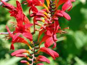 Crocosmia Alstroemeria