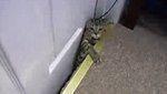 chatons glissent sous porte chat kangourou Tortue contre chats videos