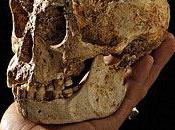 théorie alternative pour l'asymétrie crâne d'homo Floresiensis
