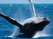 Croisières d’observation baleines plan arnaque