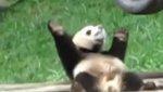 Videos: panda danseur rappeur bébé s'évade