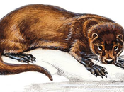 loutre véritable baromètre qualité eaux