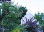 Koelreuteria paniculata