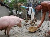 Image jour cochon deux pattes