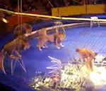 Comment traumatiser enfants Amenez cirque