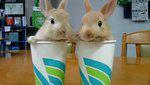 mignons petits lapins dans goblets video