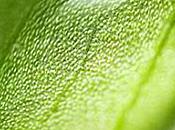 BIOtiful Elixir Végétal Crème Jour Hydratante CATTIER