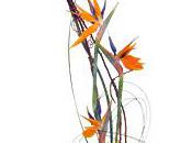 Metz boutique Maryline-fleurs adhérents...