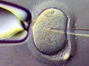 Fécondation Vitro polonais sont pour