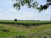 cépage petit verdot ajoute note singulière