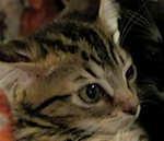 chatons tombent paralysés cause bruit