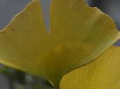 Feuille Gingko biloba