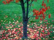 feuilles d'automne emportées vent...