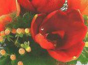 Hyppeastrum Amaryllis,images