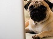 Etude blogueurs sont-ils