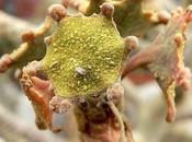 L'IMAGE JOUR: Dorstenia gigas