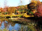 C'est l'automne parc bois marquis