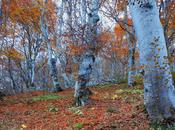 Promenons nous dans bois !...