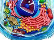 Toucher, manipuler science anatomique