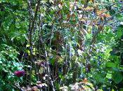 Viburnum bodnantense