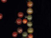 brun, rouge, jaune vert