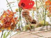 Cahier styles Interflora ÉLÉMENTERRE