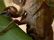 L'IMAGE JOUR: Cigale