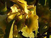 MURMURE. Aline Fernandez