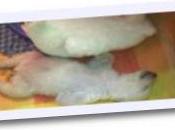 veux transformer ourson!