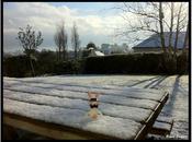 Lapin crétin finistérien sous neige