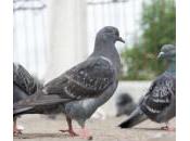 Accusation fraude pour “roi pigeon”