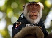 singe-policier thaïlandais