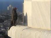 vautours Havane