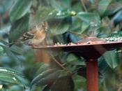 scandinaves sont arrivés