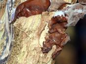 oreilles sont retour