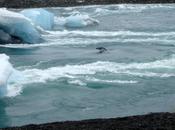 Phoques d’Islande