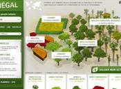 Reforestation Planter arbre l’offrir pour lutter contre déforestation