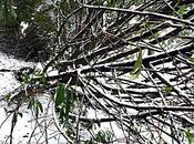 témoignage photo dernier "épisode" neigeux comme disent