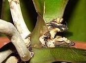 quoi phalaenopsis souffre-t-il