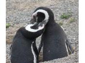 love pingouins