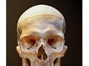 crâne humain vendre