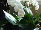 orchidées pour fêtes