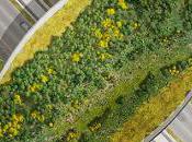 pont écologique pour animaux