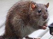 rats refont surface (article Parisien