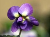 Jeudi Fleur Bleue Liqueur Violette