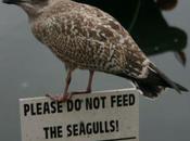 L'IMAGE JOUR: Mouette
