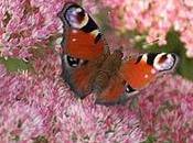 Mardi c'est permis... parler notre maison défis Virginie