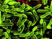 Définition terme “Probiotique“